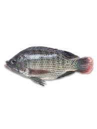 tilapia 800 +g -4kg box