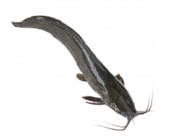 Whole catfish