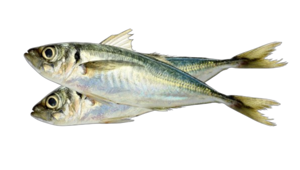 Horse macerel price 1kg