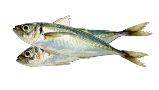 Horse macerel price 1kg